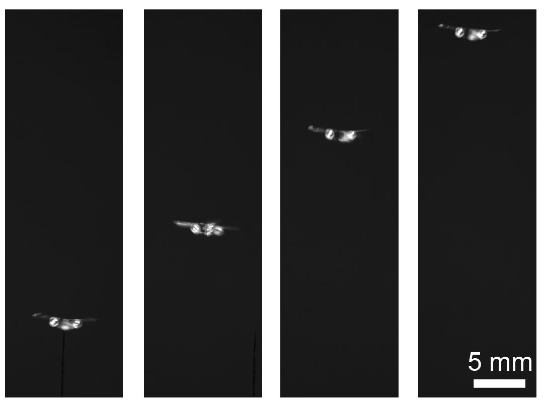 EPFL Microfliers Fly Using Nothing But 3D-Printed Resonators and Sound