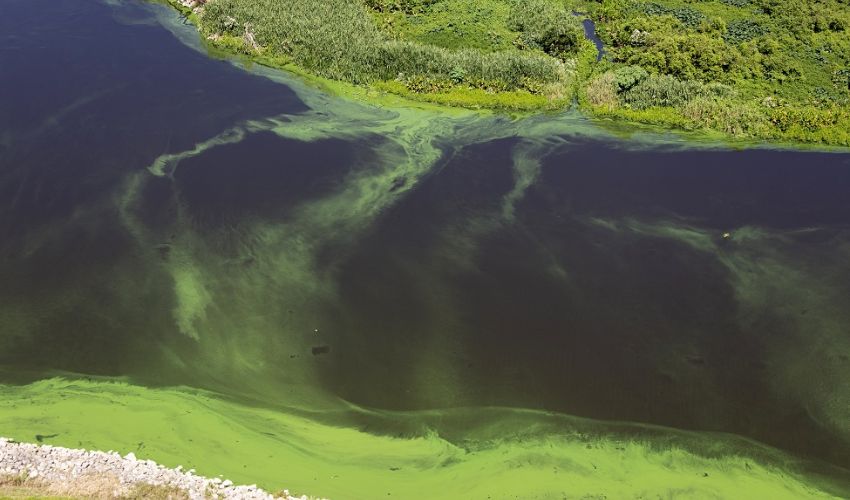 Florida Atlantic University 3D-Prints Seaweed Structures to Fight Harmful Algal Blooms