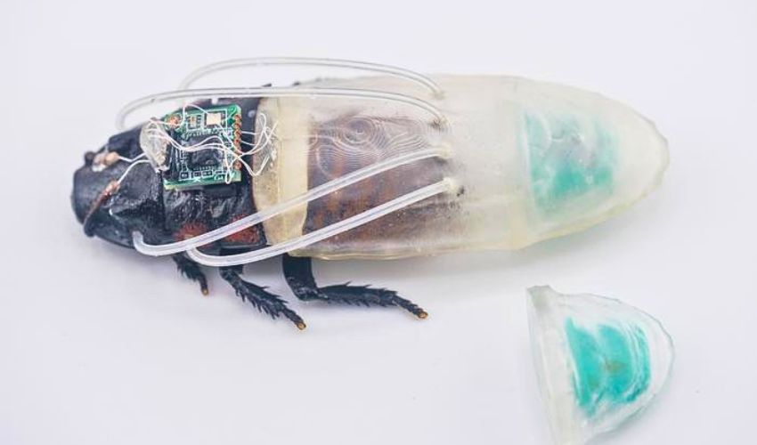 Cyborg Cockroaches Get 3D-Printed Diving Suits for Underwater Rescue