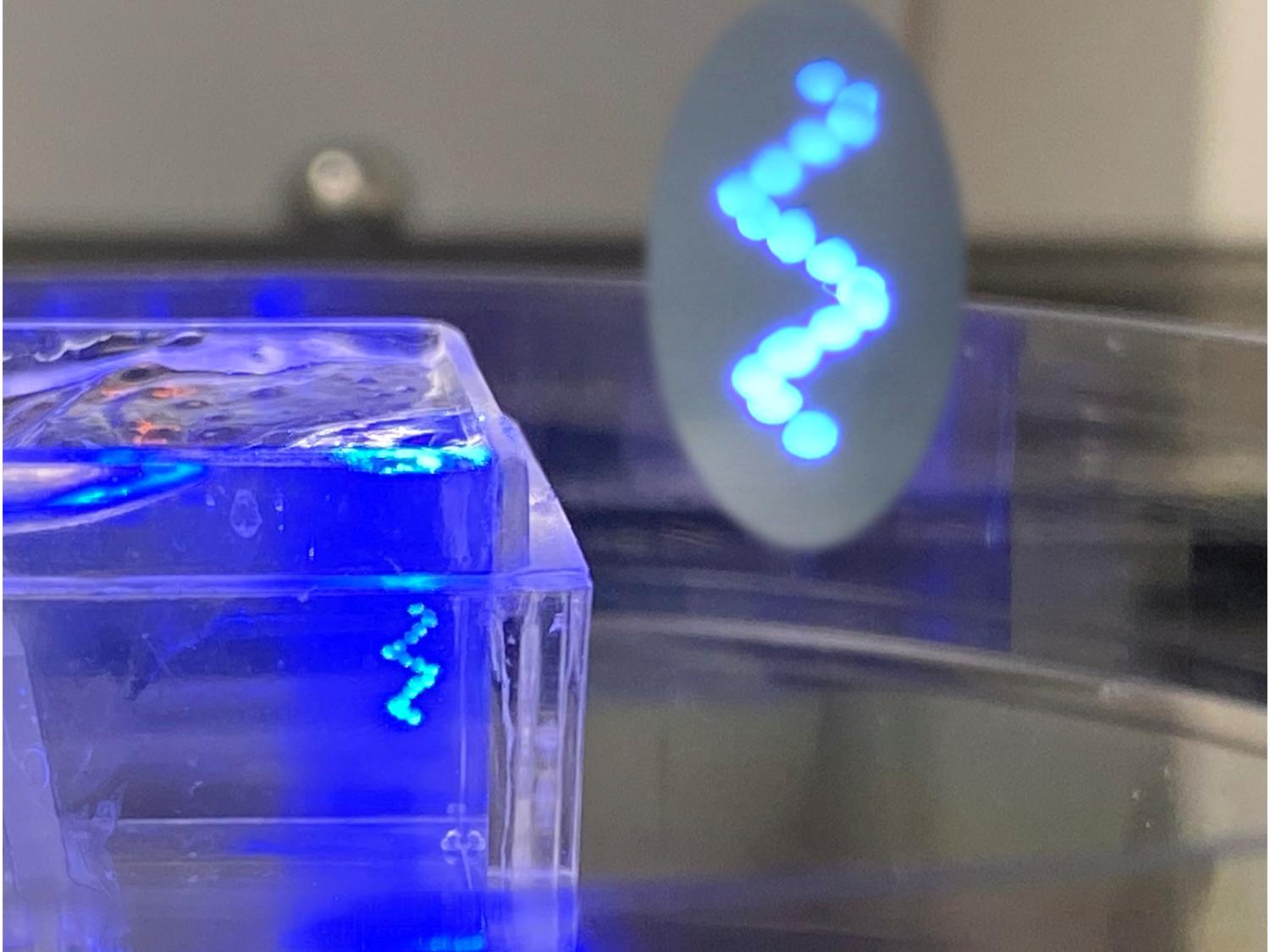 Penn State Researchers Use Genetic Switches to Grow Blood Vessels in 3D-Printed Bone