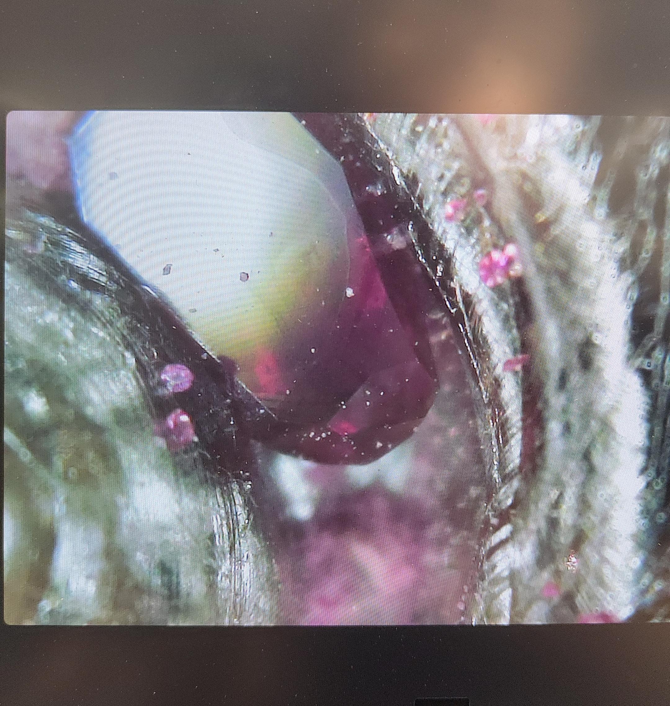 UWE Bristol Is Growing Gemstones Inside 3D Printed Platinum Structures